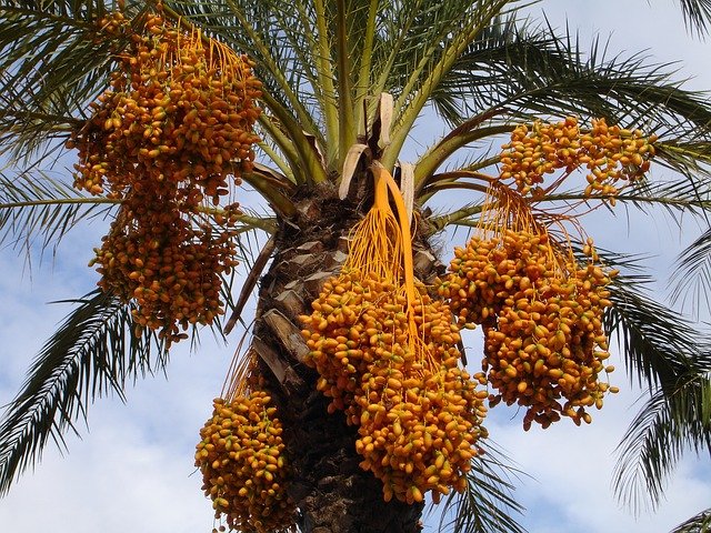 israeli dates - dates manufaturer & exporter- Agrifood